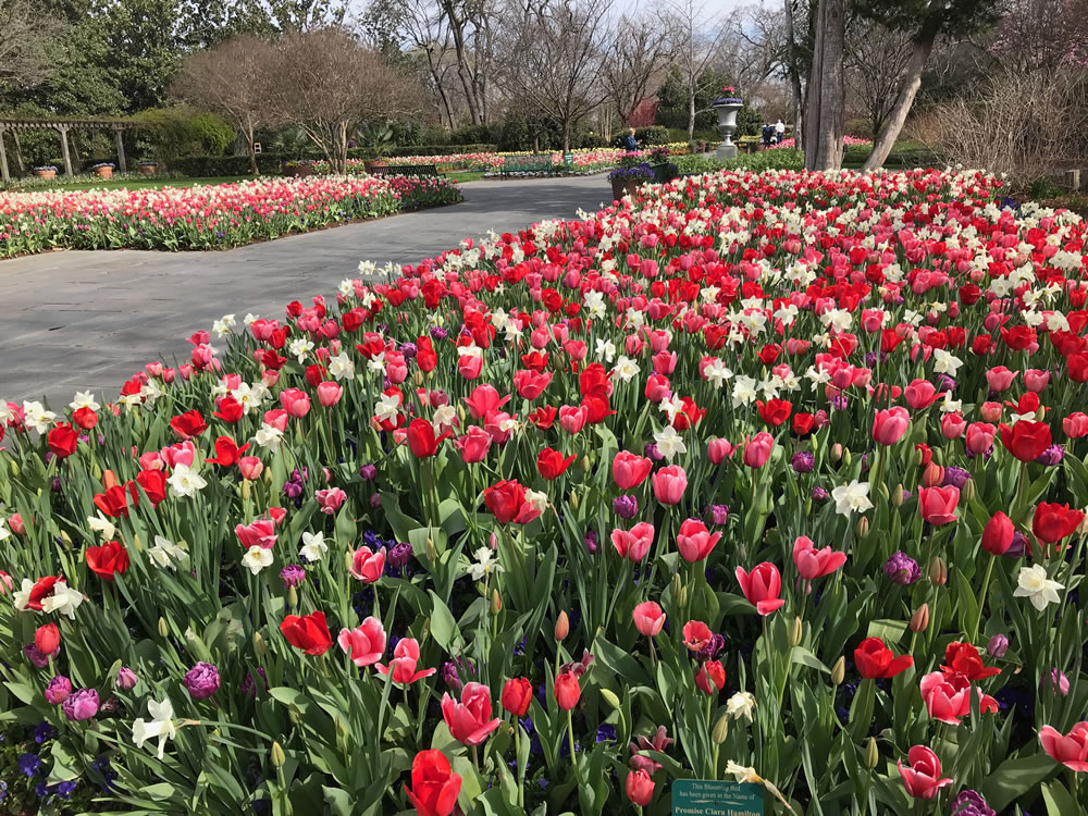 Spring tulips at the Dallas Arboretum and Botanical Garden in Texas