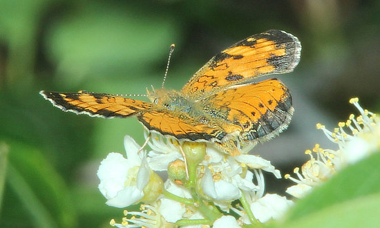 Crescent Butterfly