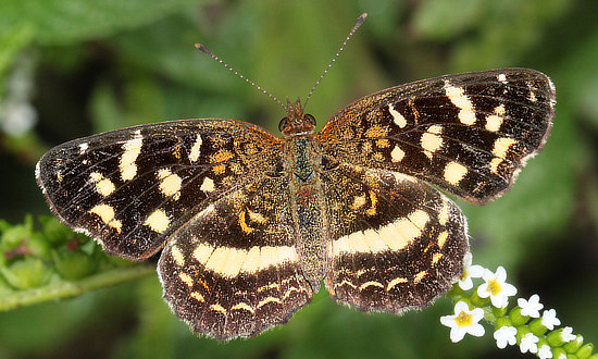 Crescent Butterfly