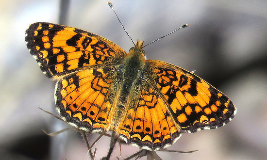 Crescent Butterfly