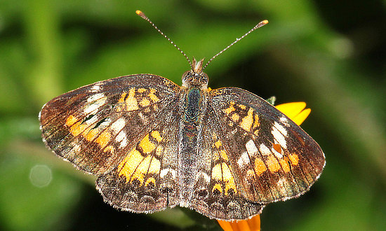 Crescent Butterfly