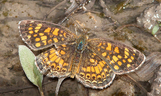 Crescent Butterfly