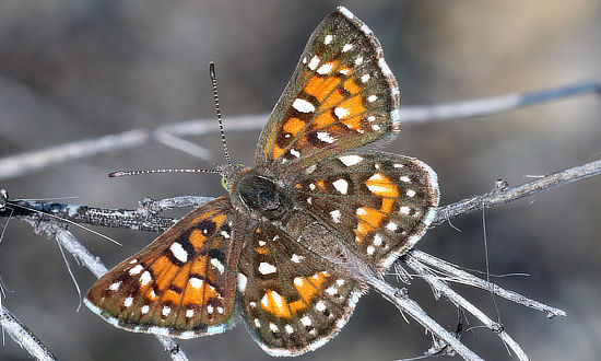 Behr's Metalmark Butterfly