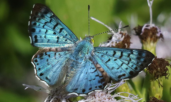 Blue Metalmark Butterfly