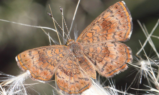 Fatal Metalmark Butterfly