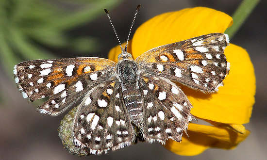 Mormon Metalmark Butterfly