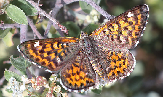 Nais Metalmark Butterfly