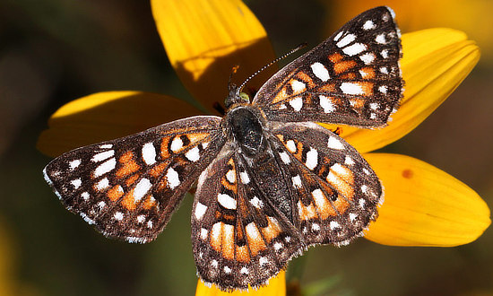 Sonoran Metalmark Butterfly