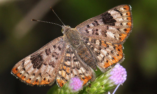Walker's Metalmark Butterfly