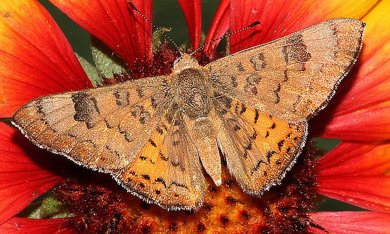 Zela Metalmark Butterfly