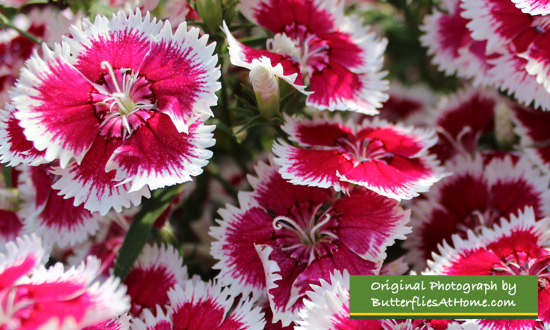 Pink and white Dianthus