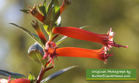 Firecracker plant blooms ... their tubular flowers are a favorite of hummingbirds and butterflies