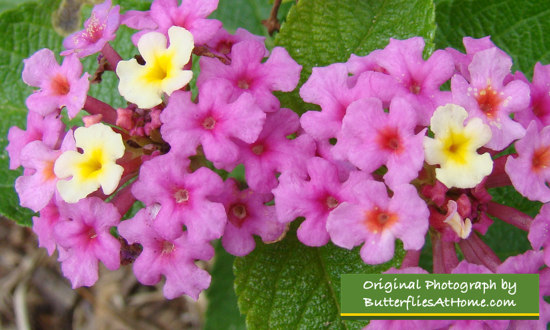 Colorul pink and yellow Lantana ... a butterfly favorite!