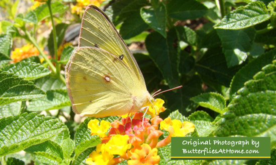 Sulphur Butterfly nectaring on Lantana