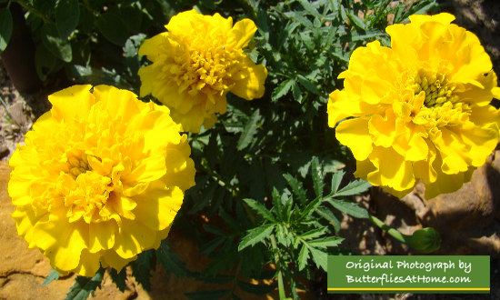 Marigolds ... a favorite in the American home landscape