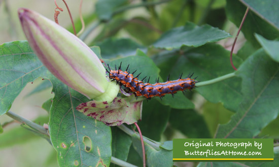 Gulf Fritillary caterpillar on Passion Vine 