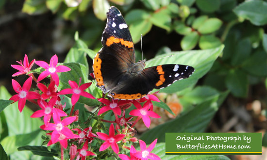 Red Admiral butterfly nectaring on Pentas