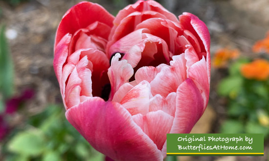 A bright, frilly Tulip in Spring