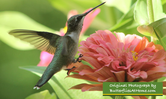 Hummingbirds love our garden too!
