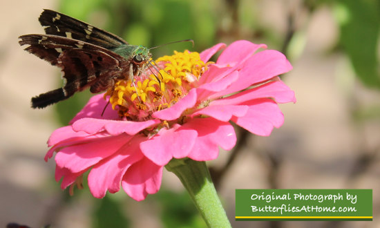Long-tailed Skipper on a pink Zinnia