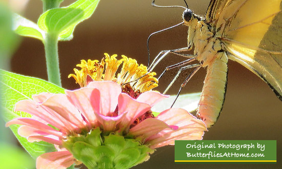 Close-up view of a Giant Swallowtail enjoying nectar from a Zinnia flower