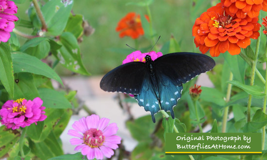 Pipevine Swallowtail in a garden of colorful Zinnias
