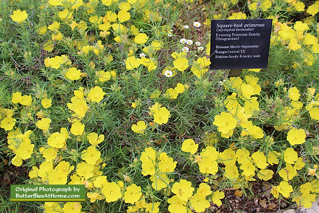 Square-bud Primrose flowers and identification sign. Lady Bird Johnson Wildflower Center 