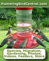 HummingbirdCentral.com ... species, migration, feeders, photos and more!