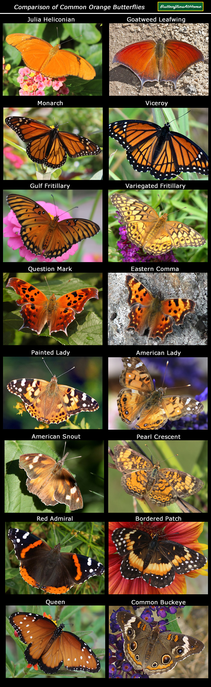 Identification chart comparing common orange colored butterflies