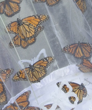 Monarch butterflies ready for a mass release