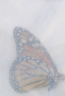 An individual Monarch safely stored in an envelope prior to release