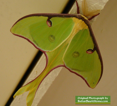 Different Types Of Moths In Texas