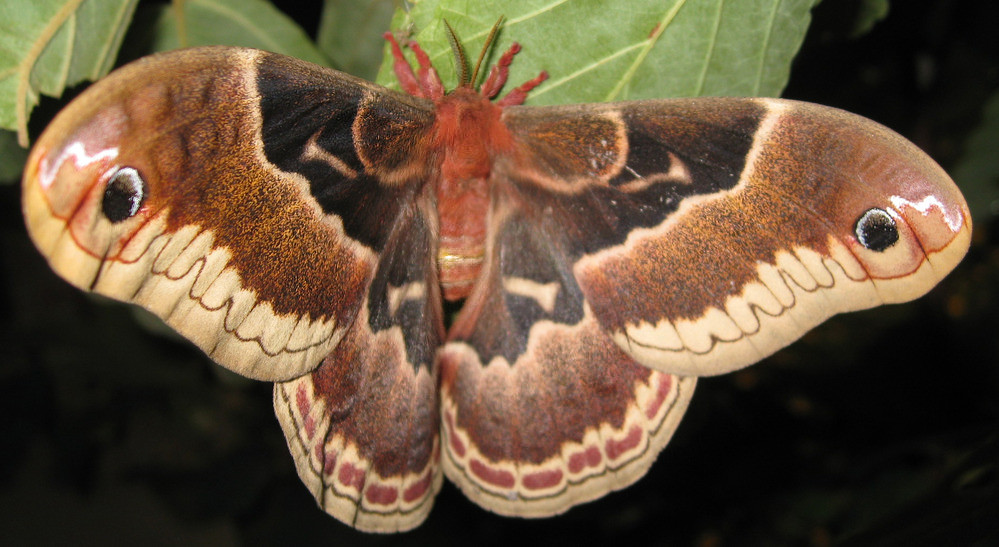 Promethea Moth - female