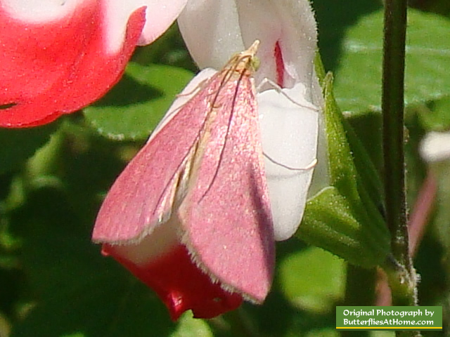 Little Pink Moth