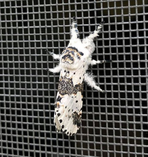 White Furcula Moth