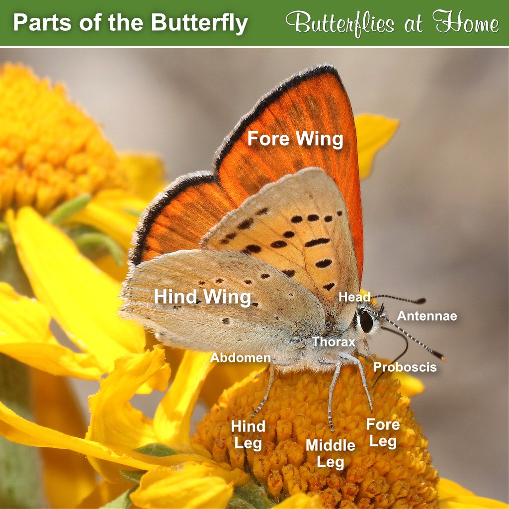 Chart showing the parts of a butterfly