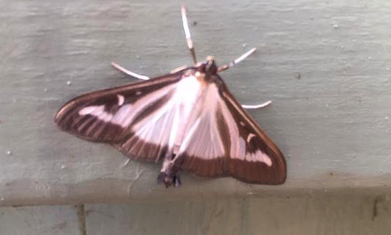 Box Tree Moth, Exeter, UK, September, 2023