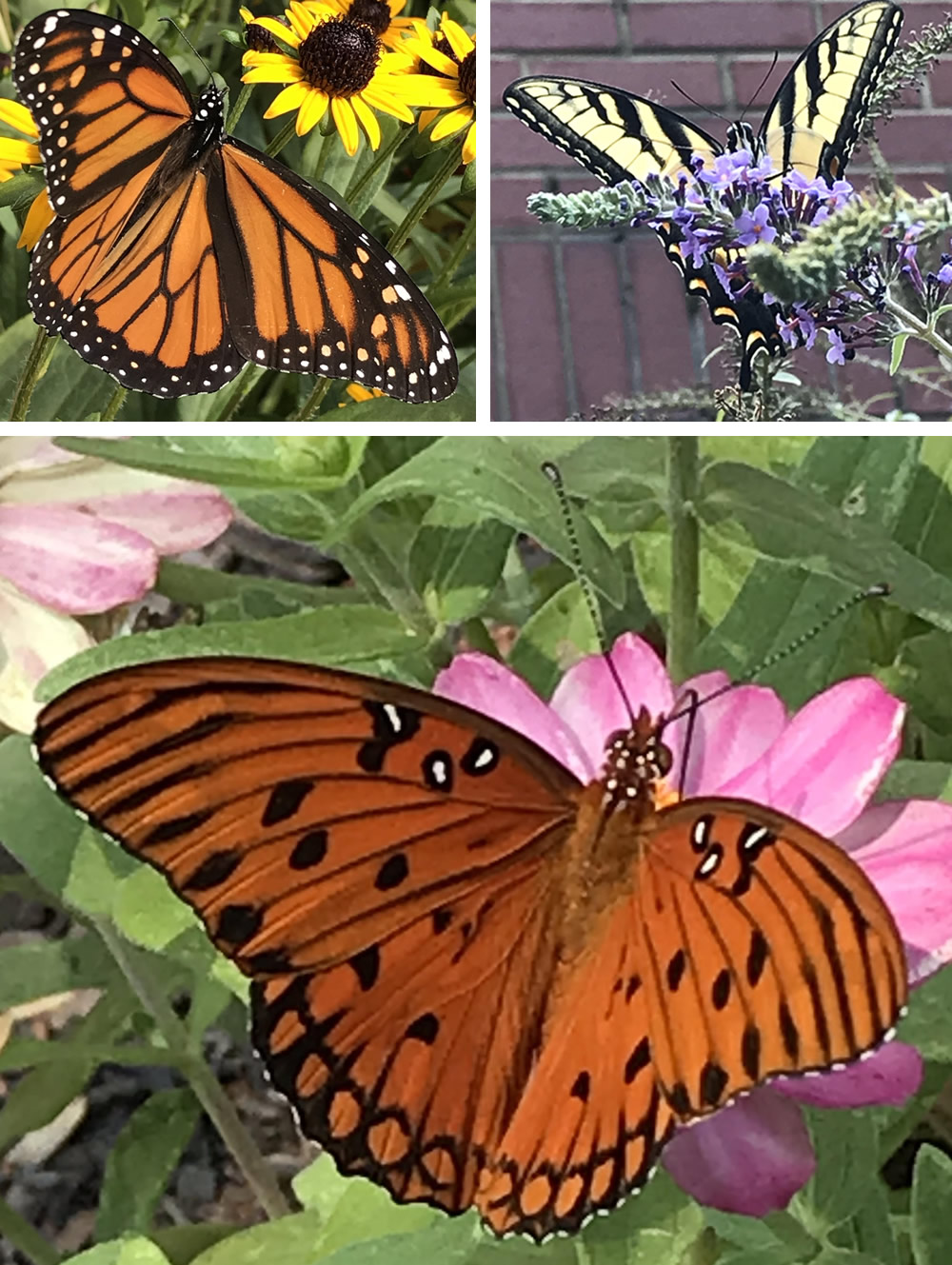 Photos from the butterfly garden at Welch Elementary School, Newnan, Georgia