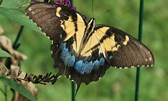 Morphed female Tiger Swallowtail showing multiple markings