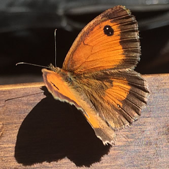 Gatekeeper Butterfly, Wellingborough, Northamptonshire, UK