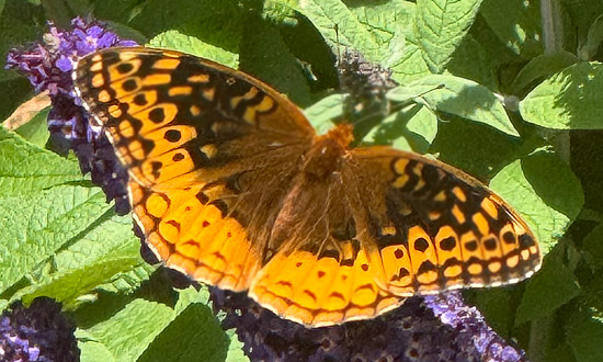 Great Spangled Fritillary, Canton, Georgia, June 3, 2024