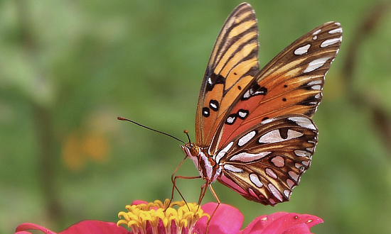 Gulf Fritillary, Poplarville, MS, September 2026