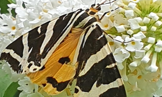 Photo of a Jersey Tiger Moth at Plymouth, UK, August 9, 2023