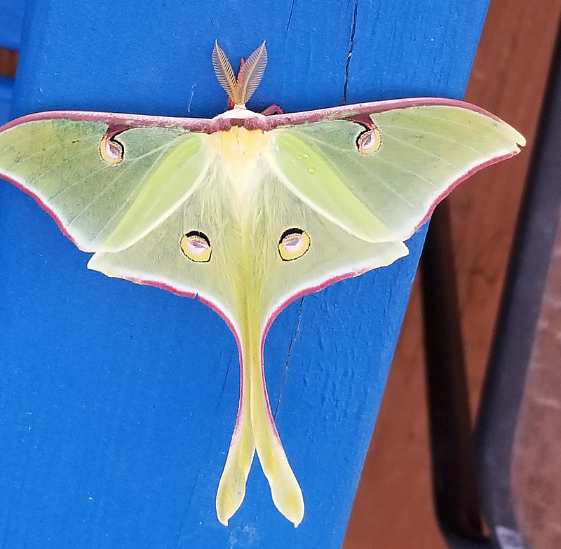 Luna Moth, seen in Garretts Bluff, Texas