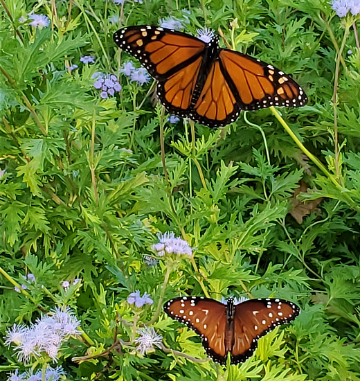 Male Monarch (top) and Queen Butterfly (bottom), in Texas