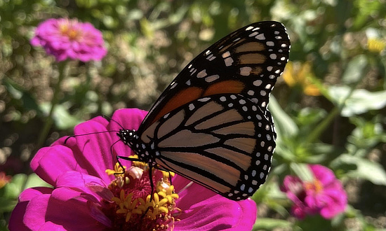 Monarch Butterfly, Poplarville, MS, September 2026