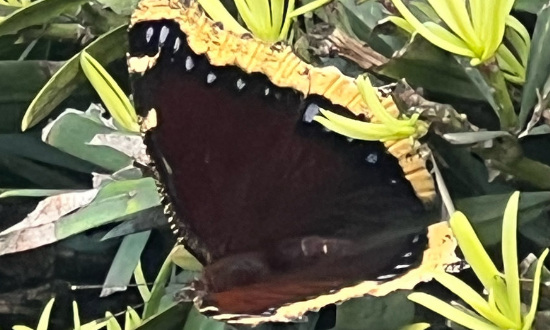 Mourning Cloak Butterfly, Whittier, CA, April, 2022