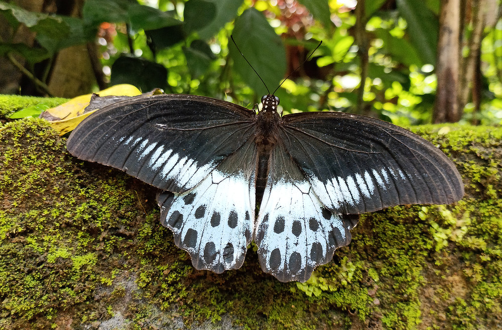 Papilio polymnestor, the Blue Mormon, in India