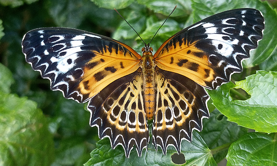 Sahyadri Lacewing Butterfly (dorsal view)