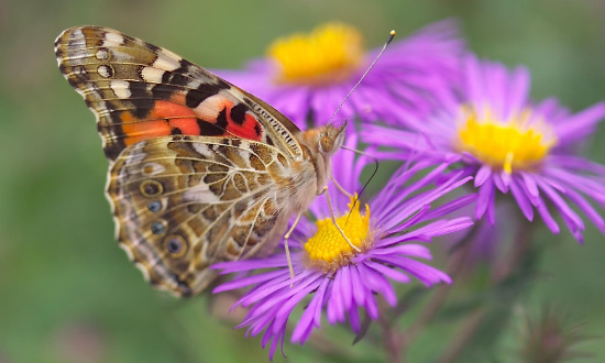 Painted Lady Butterfly, Canby, MN, October, 2022